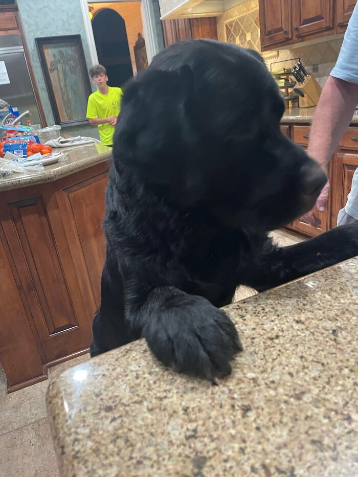 10 Inspiring Stories Of Pets Who Became Heroes Of 2022