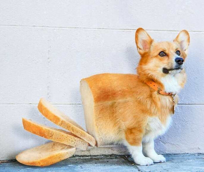 A Photoshop Artist Uses His Imagination To Insert Animals Where You Wouldn't Expect Them To Be ( 18 Pics)