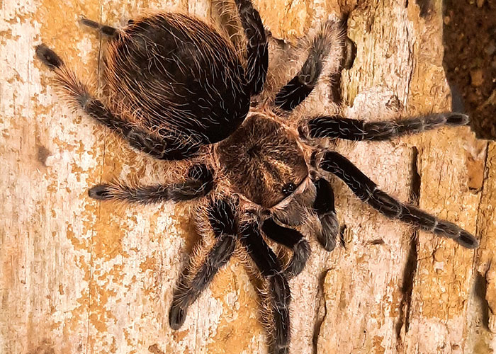 People Share 50 Random And Weird Facts That Make Others Think 'How The Hell Do You Know That?'