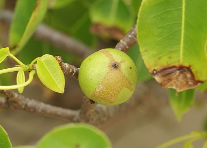 People Share 50 Random And Weird Facts That Make Others Think 'How The Hell Do You Know That?'