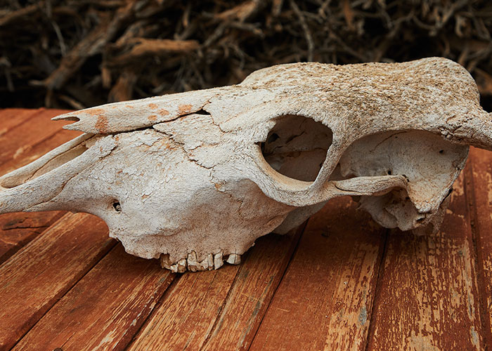 People Share 50 Random And Weird Facts That Make Others Think 'How The Hell Do You Know That?'