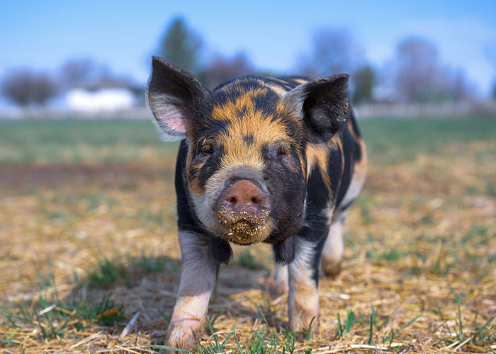 People Share 50 Random And Weird Facts That Make Others Think 'How The Hell Do You Know That?'