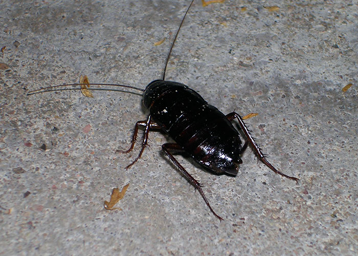 People Share 50 Random And Weird Facts That Make Others Think 'How The Hell Do You Know That?'