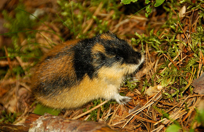 30 People Share What Historical Facts Many People Believe To Be True Are Actually 100% Fake