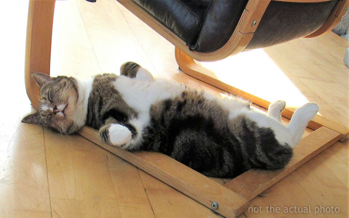 Wife’s Lie Surfaces When Husband Decides To Stay Up All Night And Check If His Cats Really Wake His Wife Up