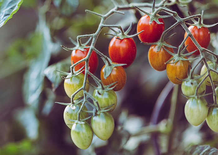 People Share What Dishes They Couldn't Stand Until They Learned They Were Eating Them Prepared Incorrectly