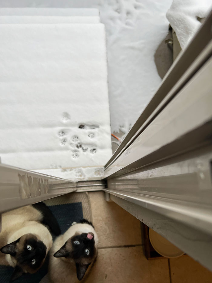 Jonsey y Reilly nos hacen saber lo que piensan de este clima 