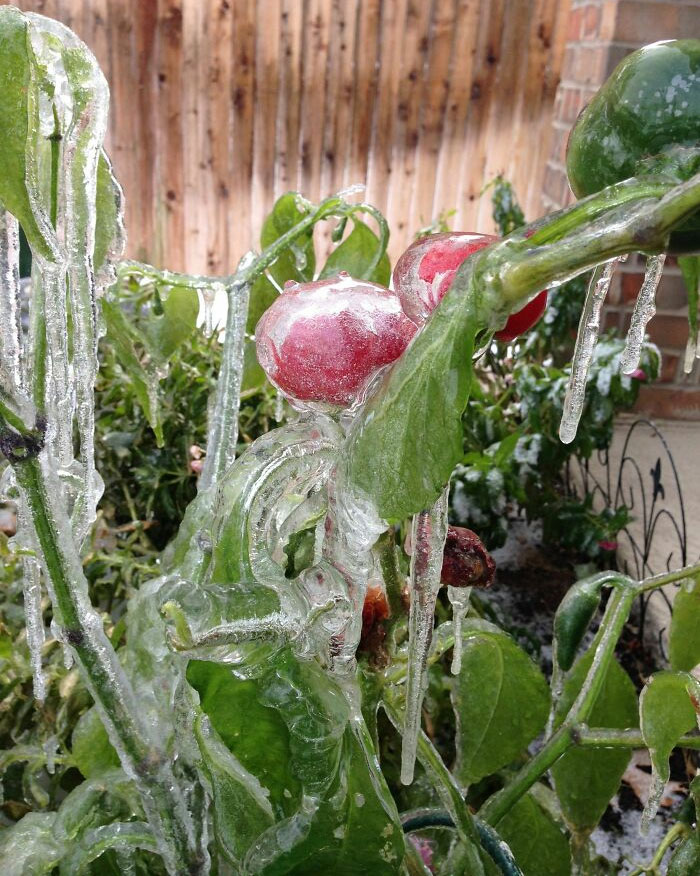 So The Dallas Cold Snap Did This To My Peppers