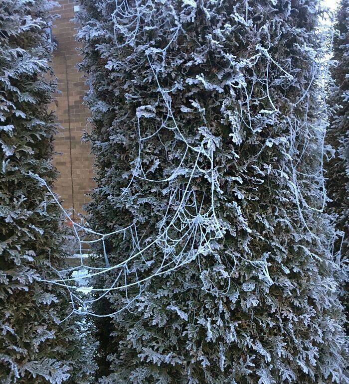 It's So Cold That The Spider Webs Have Frozen. It's The UK Believe It Or Not