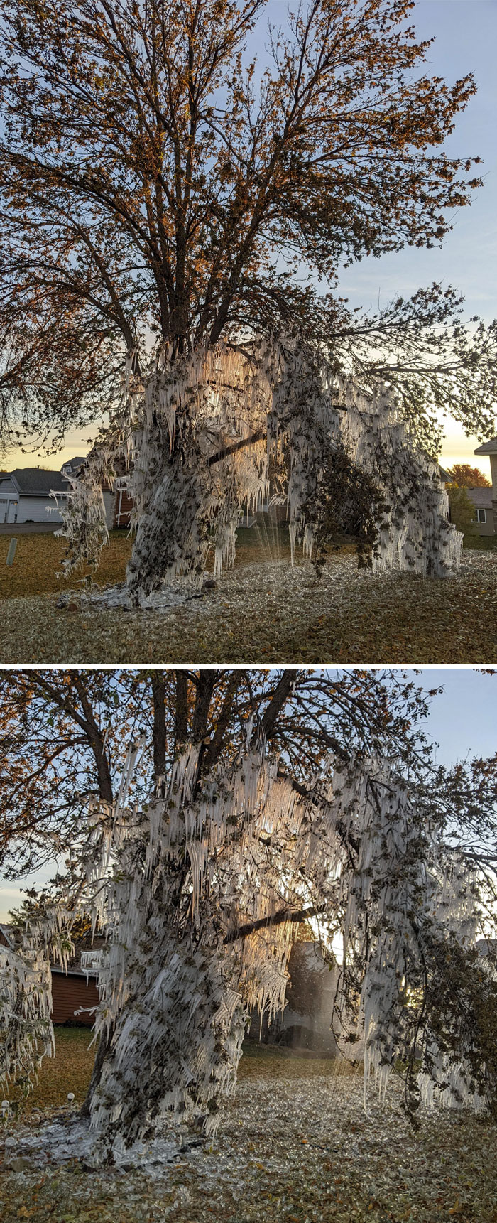 My Neighbor For Some Reason Had A Sprinkler On Last Night And Never Turned It Off. We're In Minnesota And It's Cold