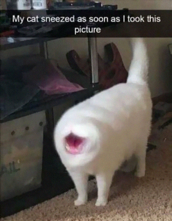 Funny-Blurry-Pictures-Of-Cats