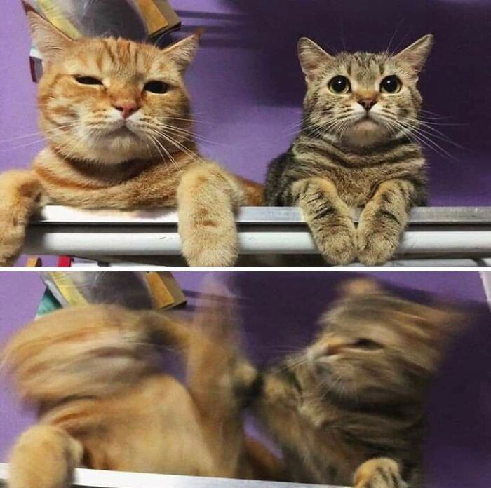 Funny-Blurry-Pictures-Of-Cats