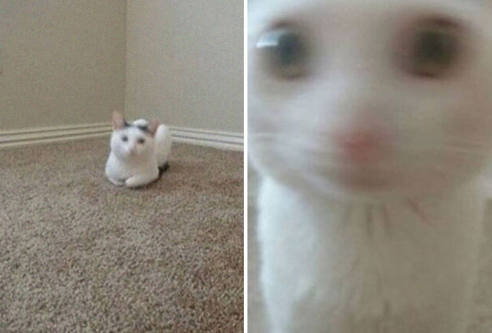 Funny-Blurry-Pictures-Of-Cats