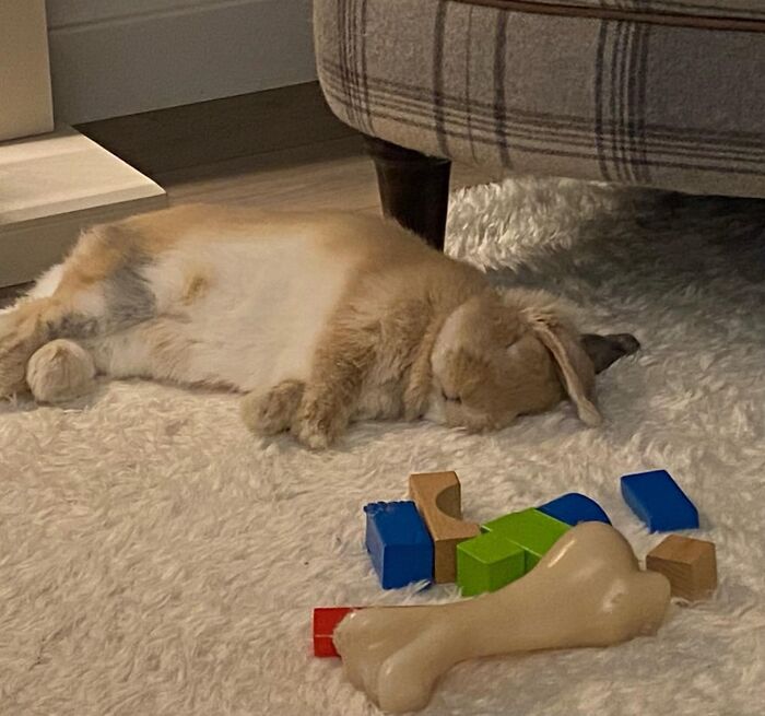 Después de un agotador día de actividades de conejo, Fletcher se derrumbó y se quedó dormido. Esta bola de pelos de 1.5 kg no tardará más de un par de pestañeos en despertarse para seguir con su lucha contra los cables, los muebles y el Golden Retriever 