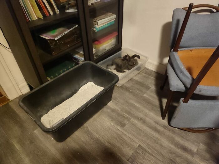 Let Them Run Free They Said. It Will Be Fun They Said