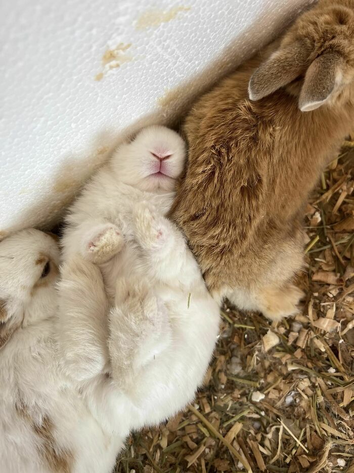 Este bebito me asustó (No te preocupes humano, solo estoy durmiendo) 