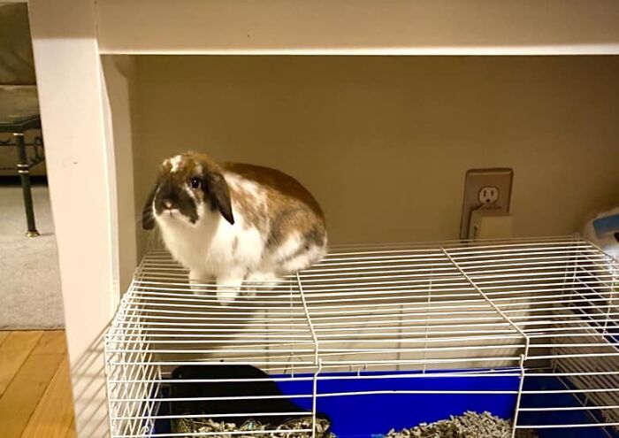 When Trying To Find Skippy…of Course…too Easy Apparently To Just Go Into The Cage