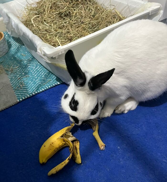 Estaba en la cama y todo lo que escuchaba era al pequeño gusano masticando algo. Pasó un minuto o dos, me levanté para ver que estaba comiendo y resulta que había encontrado una banana 