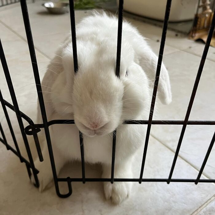 “Oye, tú, humano! Huelo manzana. Dame una manzana ahora”