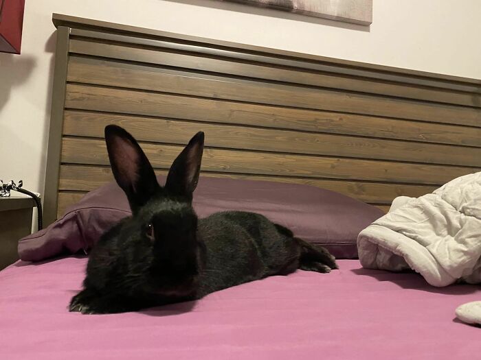 Um Beckham This Is Still My Bed. No Matter How Real You Make It Seem To Be Yours Lol