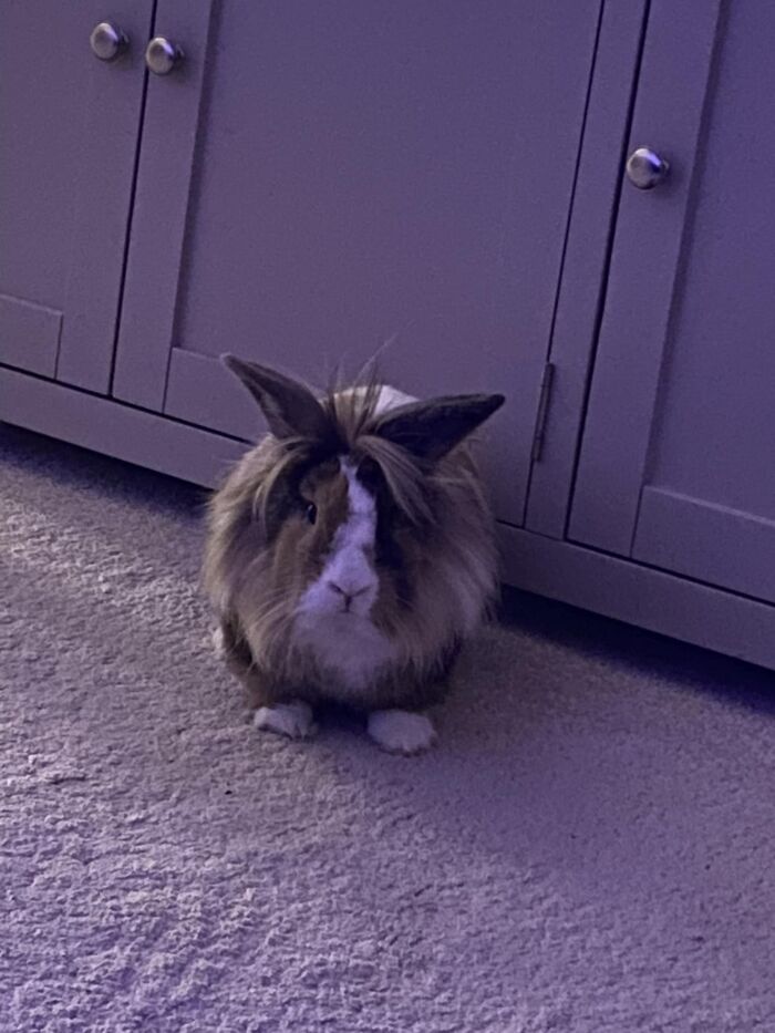 So I Go Out And Come Back To This Little Arsehole (Waffle) Having Eaten A Hole In A Box Of Budweiser