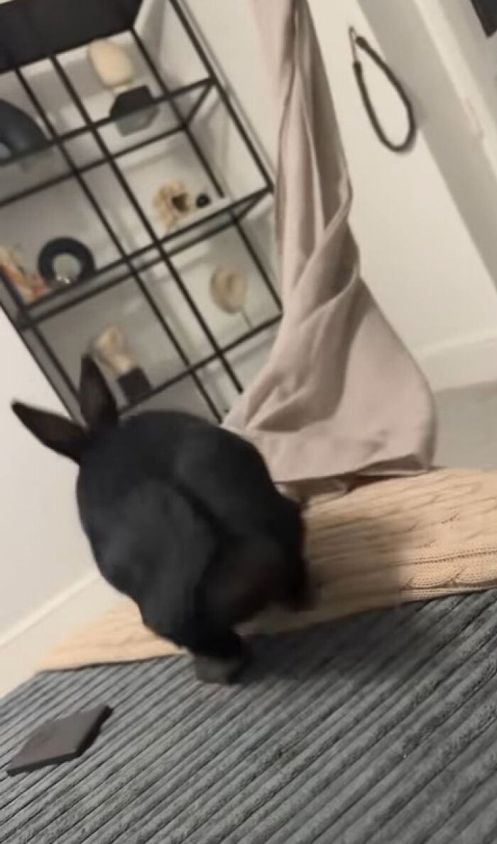 Shes Back With Her Curtain Dancing But Has Introduced Jumping Up Onto The Pouffe With It Too