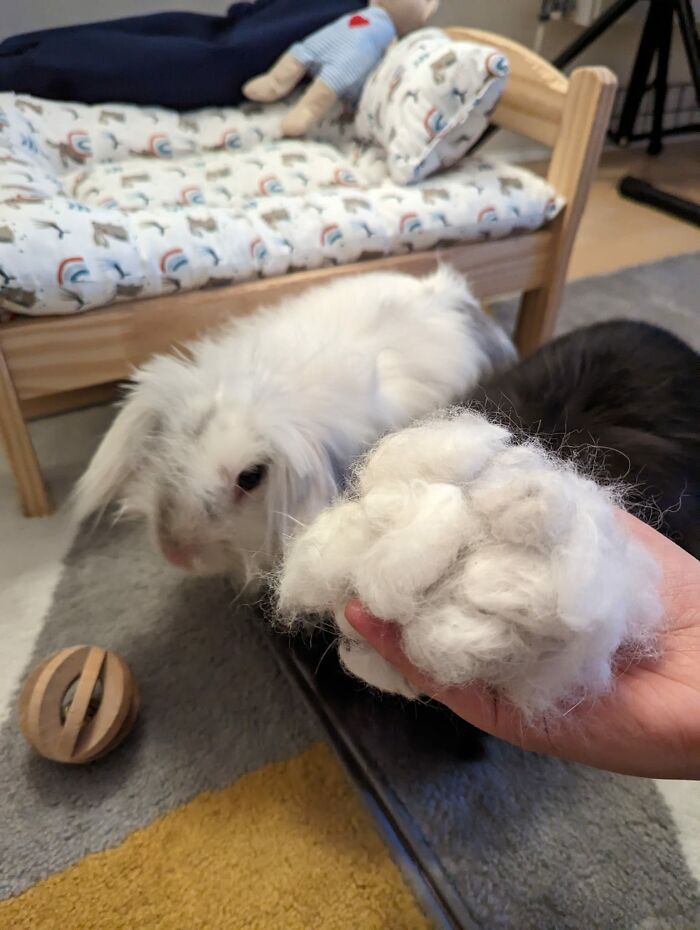 I Asked My Arseholes For Rent Money + This Is What I Got