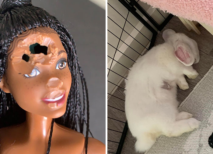 Nuestro conejito atacó a la Barbie de mis hijas y aquí está ella fingiendo no saber nada del asunto