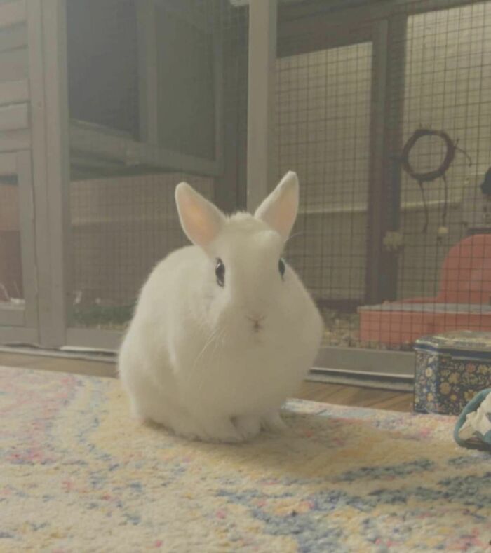 Sus caras después de que la atrapo son mis favoritas, es una reina total del drama 