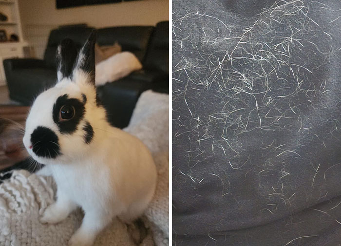 I Know It's Not His Fault, But It Would Be So Nice To Wear Black Again Without Wearing Half Of My Bun On Me