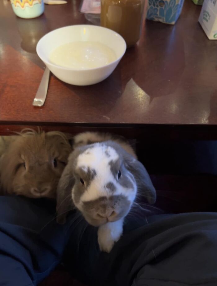 Estaba tratando de comer mi desayuno 