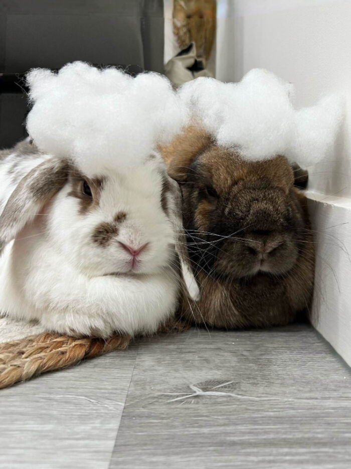 Las últimas pelucas de la colección… Estas son de nuestros encantadores almohadones del salón 