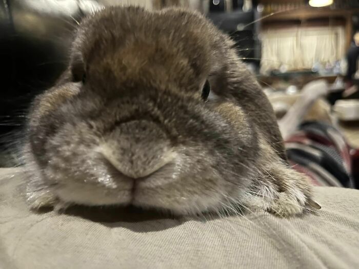 Dasher después de arrastrarse por el regazo de mi hija, a través de 2 perros (con miedo de moverse) hasta mi estómago 