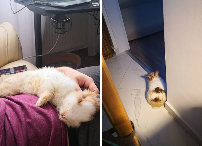 My Bunny With My Husband vs. My Bunny With Me