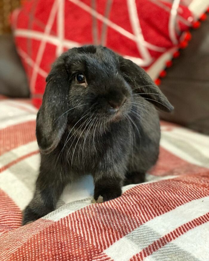 He Earned Arsehole Status Within 2 Hours And Has Not Stopped Since. Box Of New Toys - Ignored. Wallpaper And Mat Eaten. Sofa Chewed