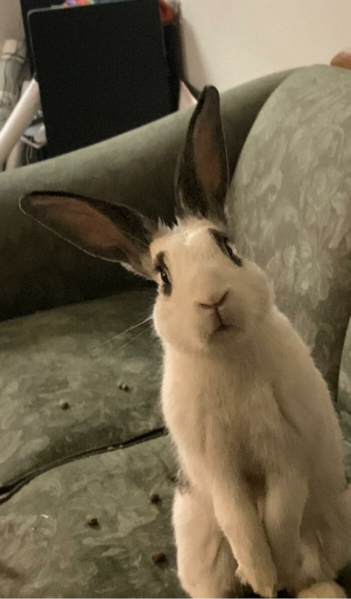 Juro que yo no hice caca en el sofá. ¡Ya estaba ahí cuando llegué, de verdad! 