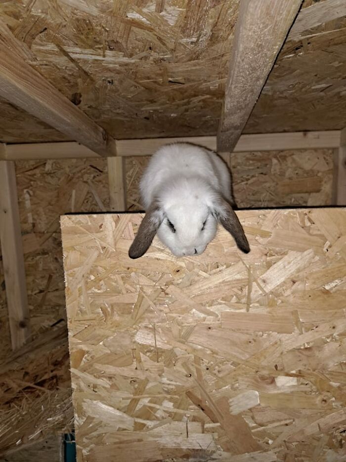 One Of My 13 Week Old Arseholes On Top Of Their Bed In A Space They Shouldn't Be