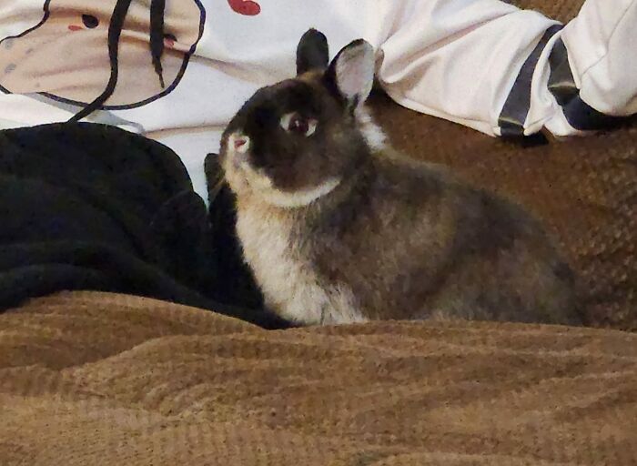 Hank está muy orgulloso de sí mismo porque hizo agujeros en una manta que él pensó que estaba “atacando” a mi hija… ¡No puede estar más orgulloso! 