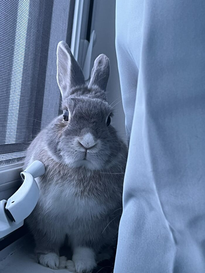 Got Yelled At Twice For Eating The Window Ledge (And Proceeded To Continue After The Photo)