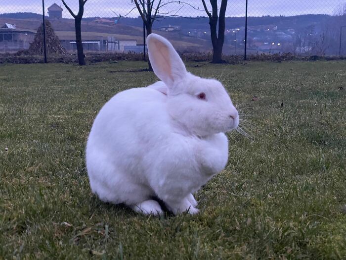 All Those Chins Heard The Treat Bag🥹🐰 Otherwise She’s The Ultimate Arsehole, She Doesn’t Really Love Me