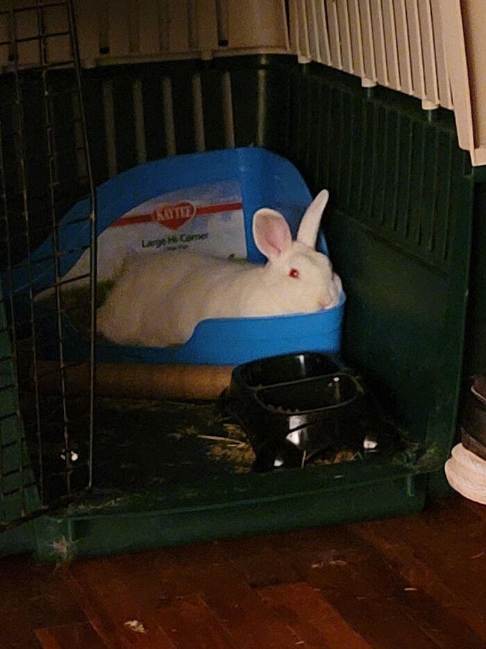 Here's A Pic Of Mine Who Decides He Wants To Lay In His Litter Box Every Time It's Box Cleaning Day Bcuz Heaven Forbid I Steal His Poop