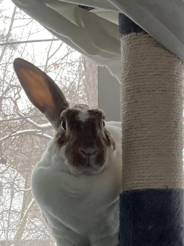This Is How My Rabbit Patches Half Listens To You If He Doesn’t Like What Being Said He Does This