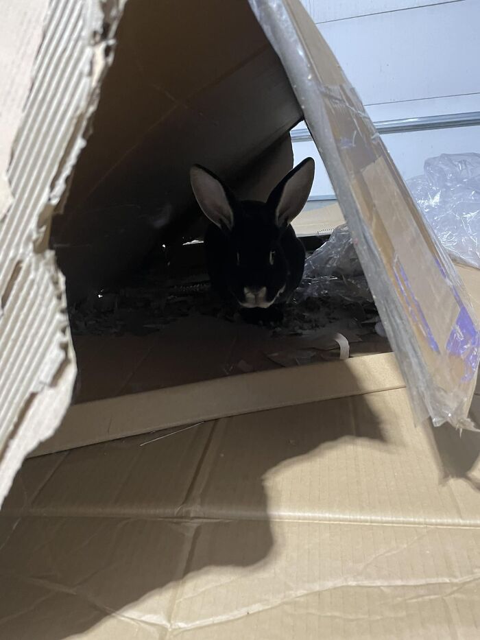 He Made Himself A Whole Little House