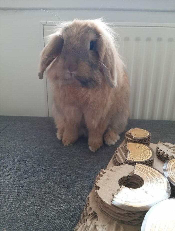 Whilst I Was Cleaning Their Litter, This Little Ahole Decided To Hop Down The Stairs, Into The Kitchen And Push One Of The Panels To Crawl Behind The Cupboards At 7am On A Weekend