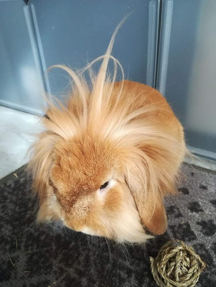 Rabbits Are Pretty And Innocent Pets...yes, I Can See In Its Eyes