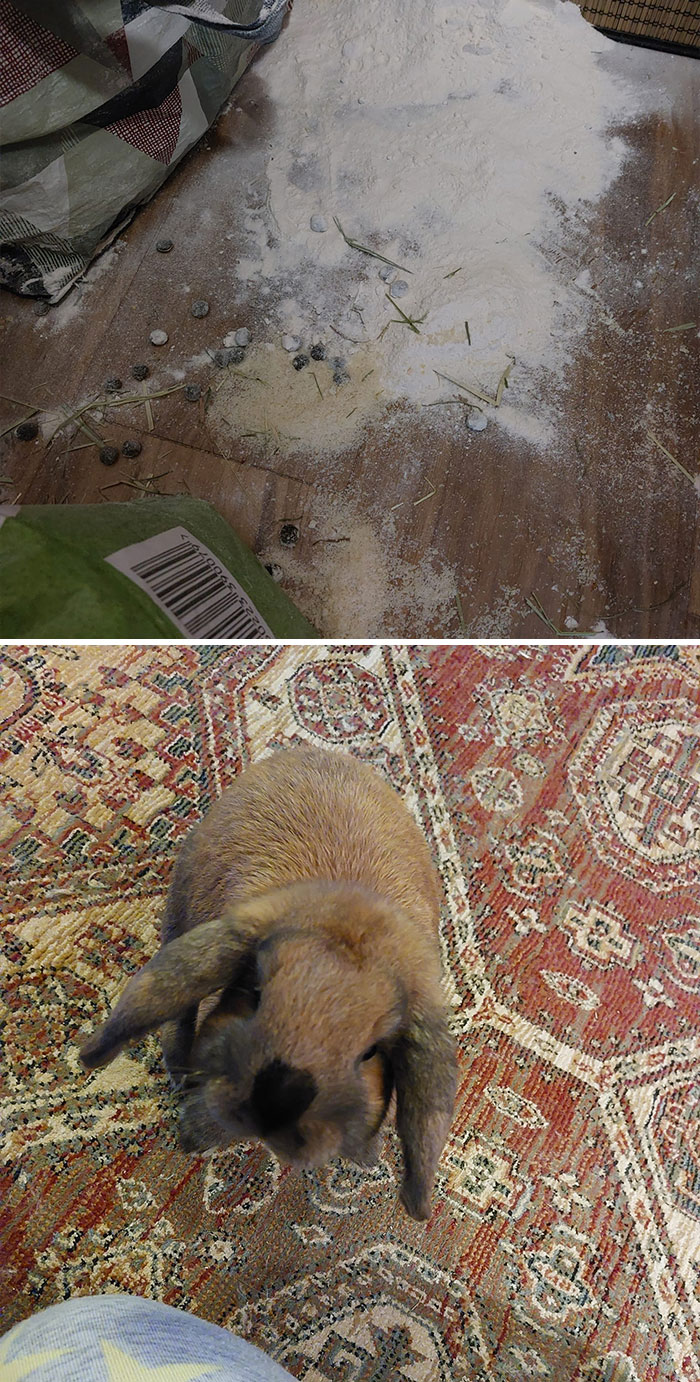 Guess Who Got Into The Pantry In The Night. Door Opens Outwards And Is Blocked Off. Face Of Pure Innocence. I'm Almost Disappointed He Doesn't Have White Powder Around His Nose