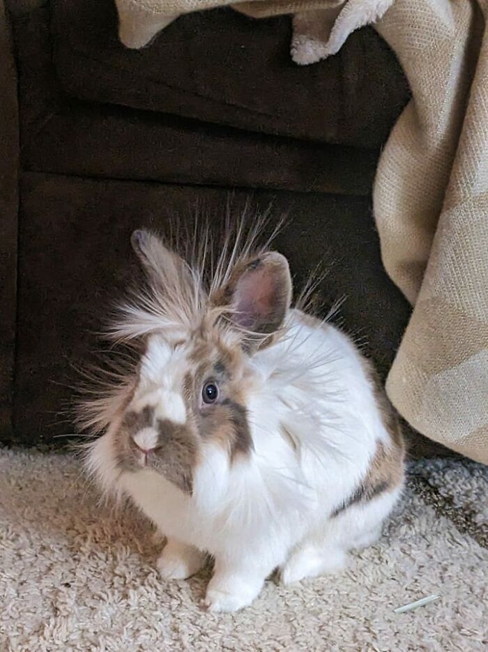 I Suspect He Got A Little Too Much Spice When He Was Destroying My Phone Charger Yesterda