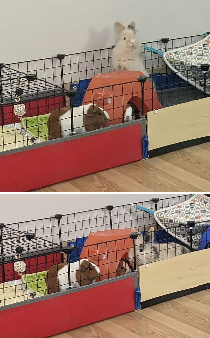 Breaking News Update: The Furry Arseholes That Broke Into Bubbles' Cage Earlier Today (January 26th, 2023) Appear To Have Recruited A New Accomplice