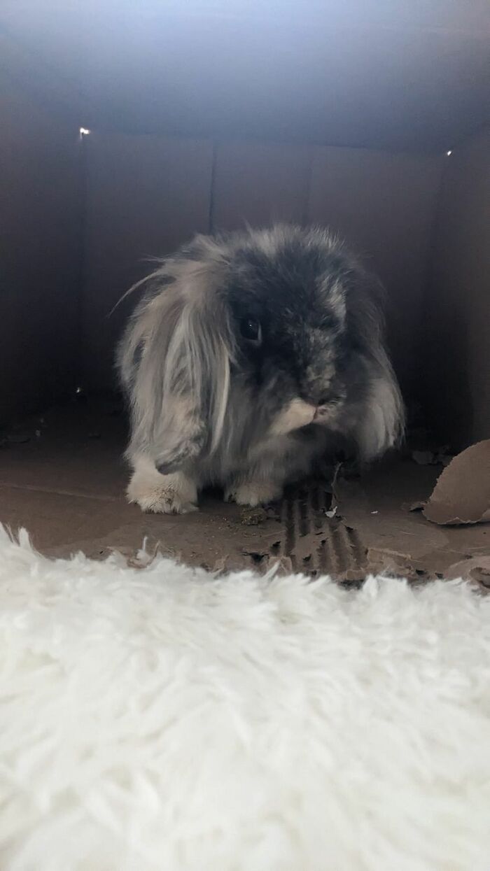 No Matter How Many Times I'm In And Out Of His Area A Day He Still Runs Away Like Bat Outta Heck And Stomps His Feet At Me For Disturbing Him