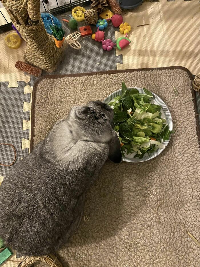 Mi conejito Oliver, al que mi marido llama Príncipe Ollie porque no come las verduras en un plato de plástico, solo come en mi plato de porcelana 